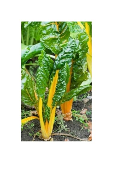 Semilla Acelga Penca Amarilla – Semillas y Jardín