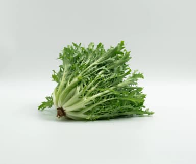 Lechuga Escarola – Semillas y Jardín