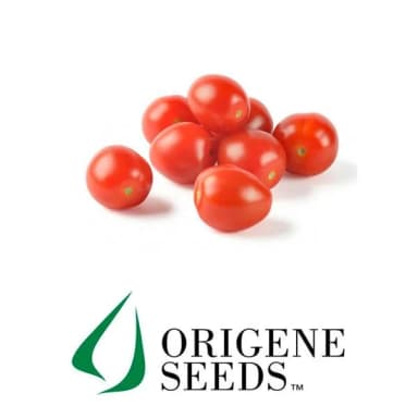 Semilla Tomate Coctail Cherry Rojo – Semillas y Jardín